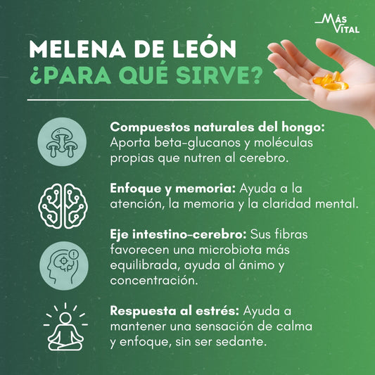 Beneficios de Melena de León: apoyo a enfoque y memoria, claridad mental y eje intestino-cerebro, sin ser sedante